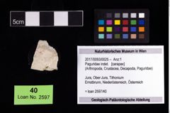 Foto (Objekt + Etikett) von Paguridae indet.  (NHMW-GEO-2017-0093-0025)